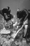 Gene and Dan Robbin take a core of coral