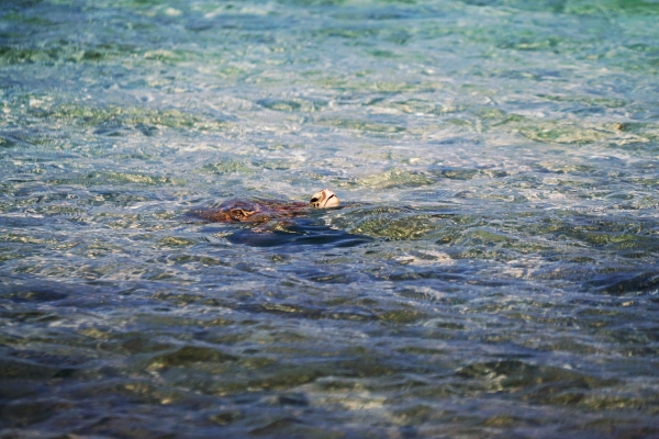 Turtle-in-water